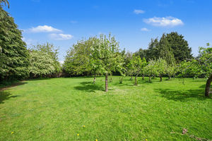 Orchard- click for photo gallery